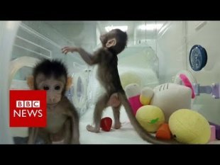 Premier clonage de primates en 2018